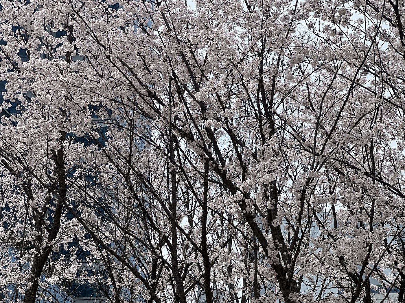 Cherry blossoms over a Seoul-area street in early April, the short window locals plan entire weekends around.