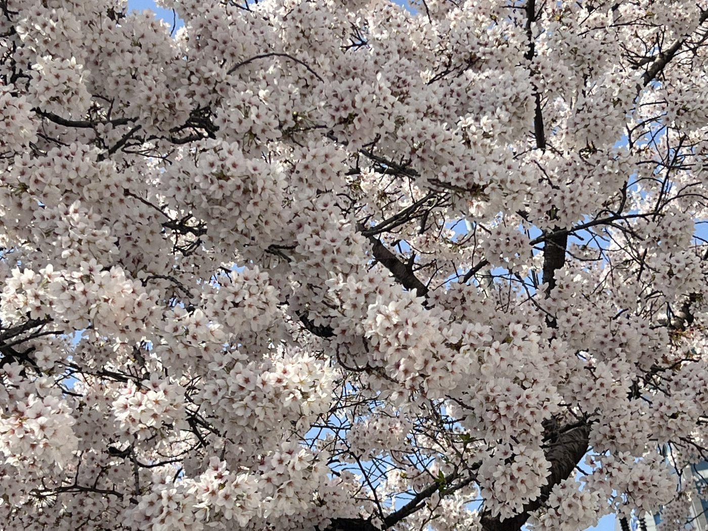 Cherry blossom season near Seoul — spring is peak travel season for a reason.