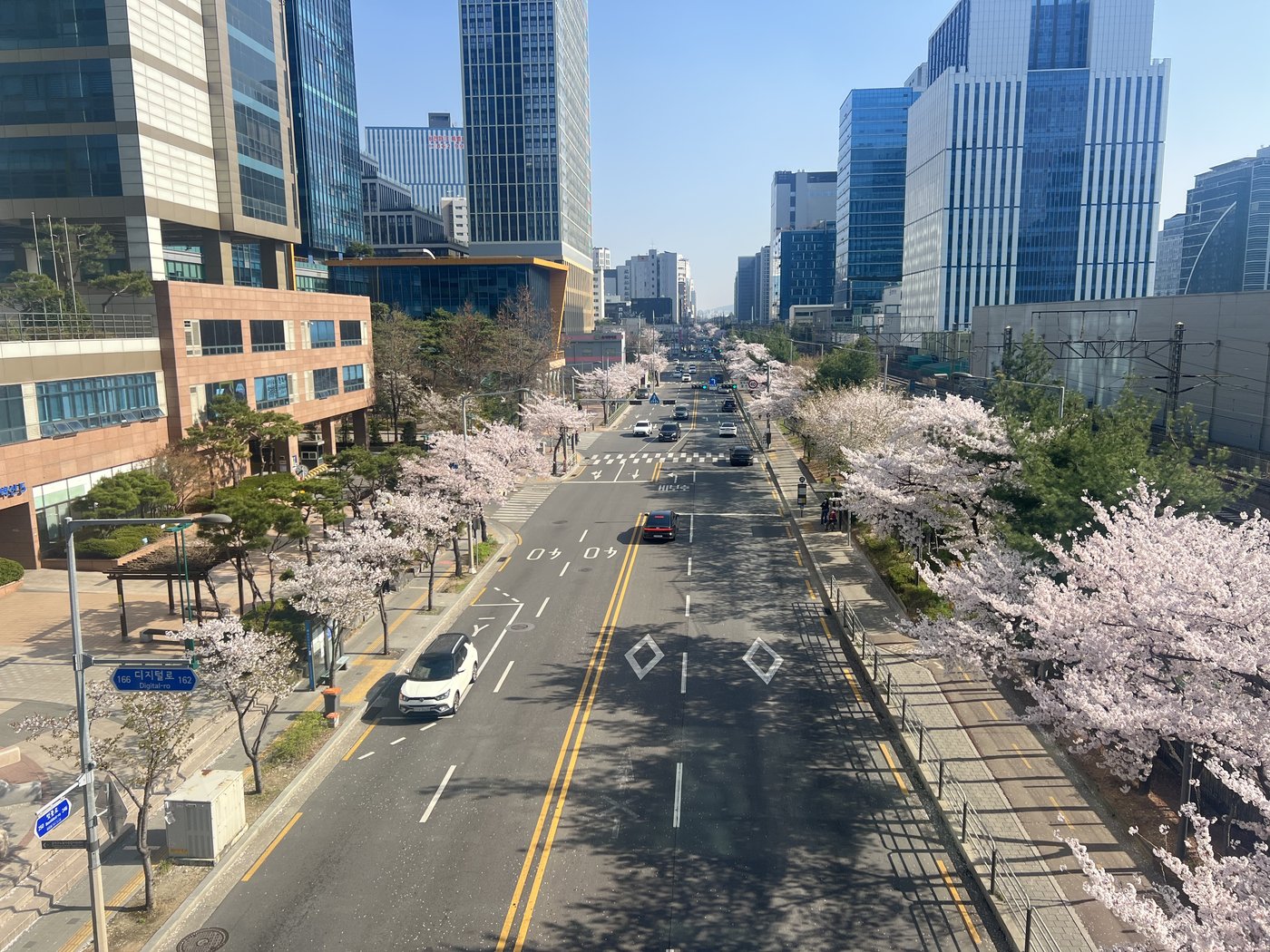A tree-lined boulevard in the Seoul metropolitan area in full cherry-blossom season.